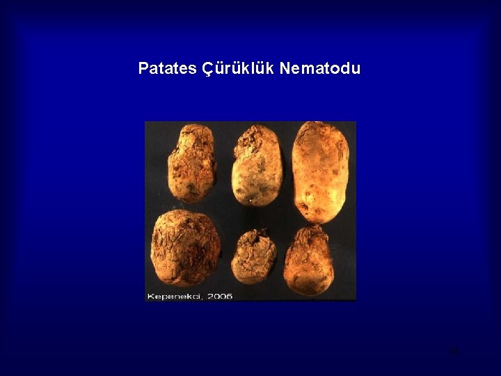 Patates Çürüklük Nematodu 50 