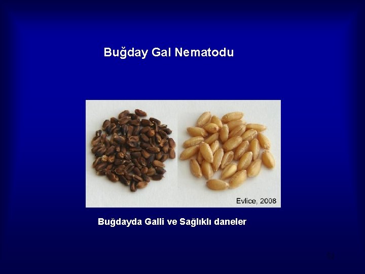 Buğday Gal Nematodu Buğdayda Galli ve Sağlıklı daneler 52 