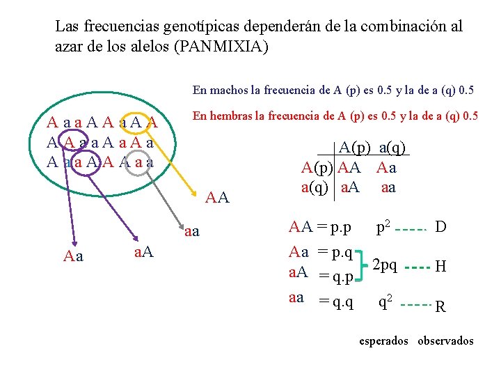 Las frecuencias genotípicas dependerán de la combinación al azar de los alelos (PANMIXIA) En