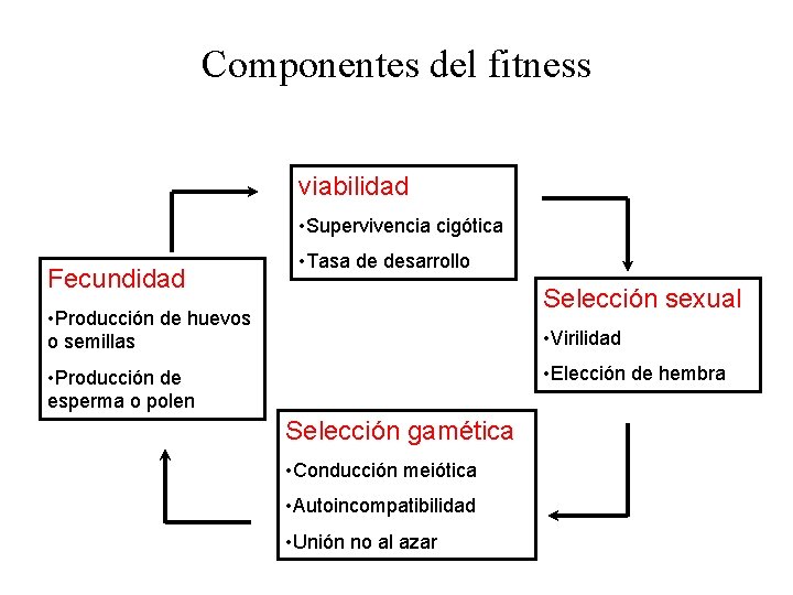 Componentes del fitness viabilidad • Supervivencia cigótica Fecundidad • Tasa de desarrollo Selección sexual