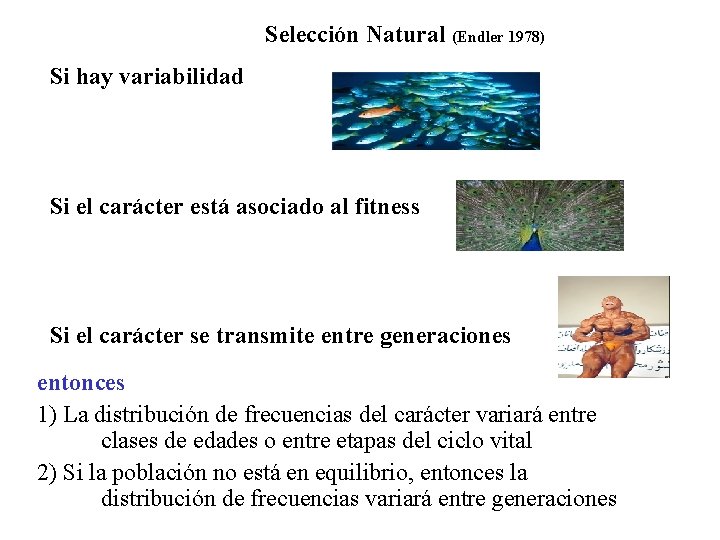 Selección Natural (Endler 1978) Si hay variabilidad Si el carácter está asociado al fitness