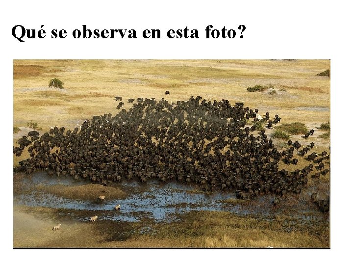 Qué se observa en esta foto? 