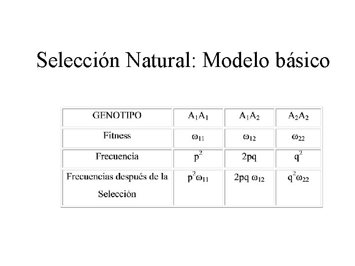 Selección Natural: Modelo básico 