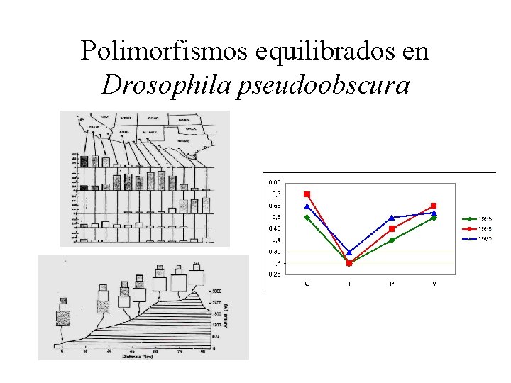 Polimorfismos equilibrados en Drosophila pseudoobscura 