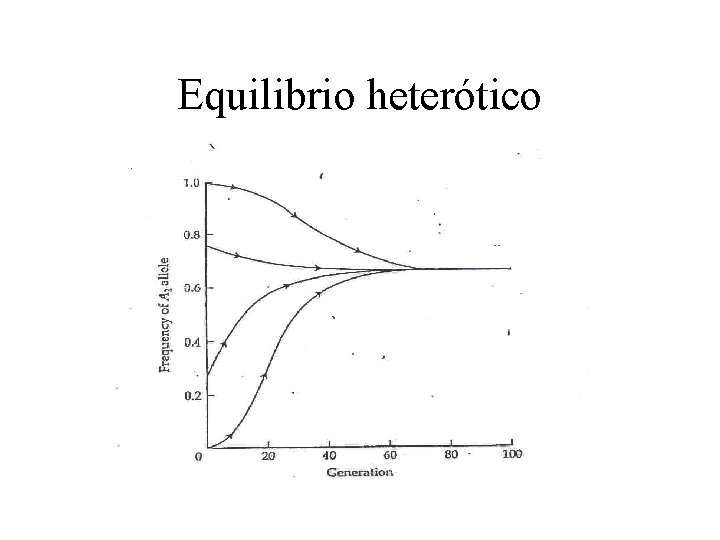 Equilibrio heterótico 