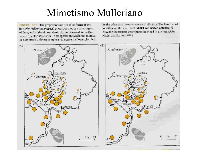 Mimetismo Mulleriano 