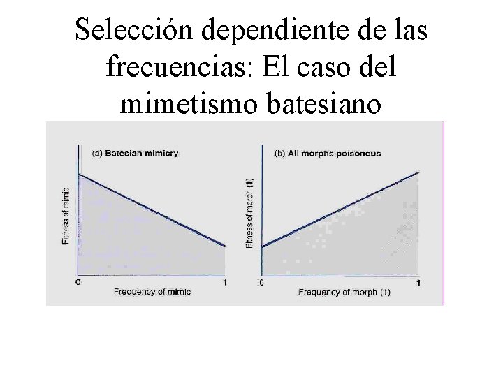 Selección dependiente de las frecuencias: El caso del mimetismo batesiano 