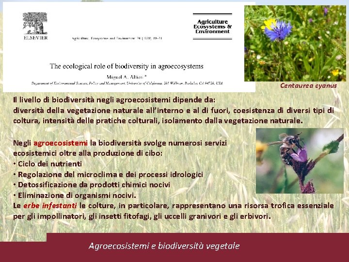 Centaurea cyanus Il livello di biodiversità negli agroecosistemi dipende da: diversità della vegetazione naturale