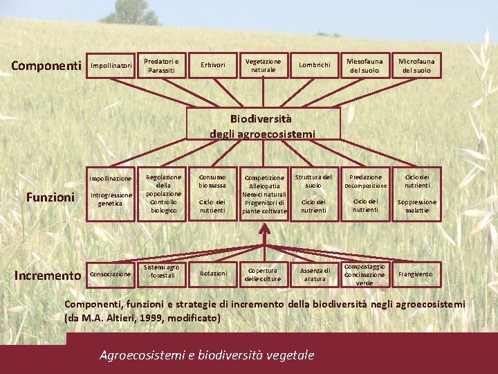 Componenti Impollinatori Predatori e Parassiti Erbivori Vegetazione naturale Lombrichi Mesofauna del suolo Microfauna del