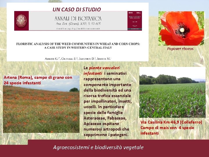 UN CASO DI STUDIO Papaver rhoeas Artena (Roma), campo di grano con 24 specie