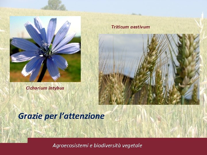 Triticum aestivum Cichorium intybus Grazie per l’attenzione Agroecosistemi e biodiversità vegetale 