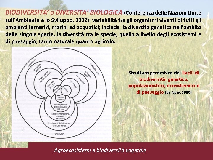 BIODIVERSITA’ o DIVERSITA’ BIOLOGICA (Conferenza delle Nazioni Unite sull’Ambiente e lo Sviluppo, 1992): variabilità