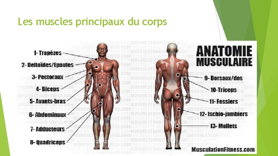 Les muscles principaux du corps 