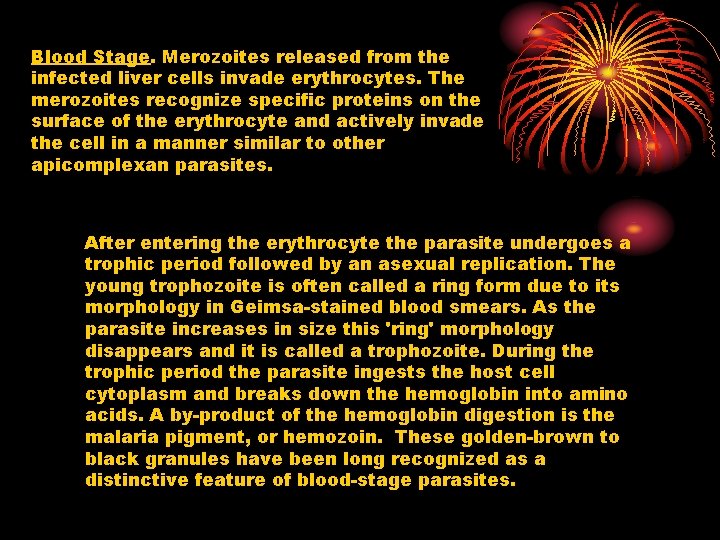 Blood Stage. Merozoites released from the infected liver cells invade erythrocytes. The merozoites recognize