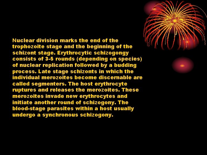 Nuclear division marks the end of the trophozoite stage and the beginning of the
