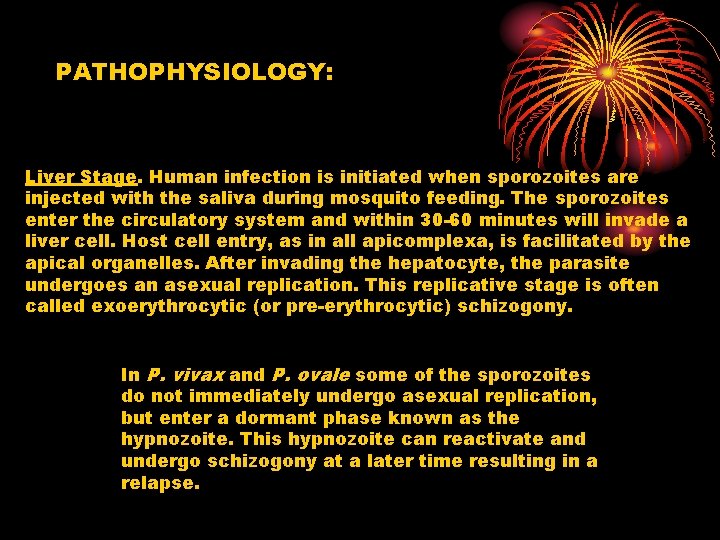 PATHOPHYSIOLOGY: Liver Stage. Human infection is initiated when sporozoites are injected with the saliva