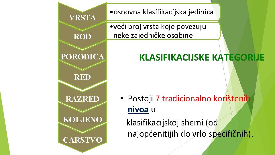 VRSTA ROD PORODICA • osnovna klasifikacijska jedinica • veći broj vrsta koje povezuju neke