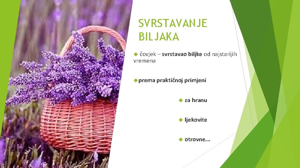SVRSTAVANJE BILJAKA čovjek – svrstavao biljke od najstarijih vremena prema praktičnoj primjeni za hranu