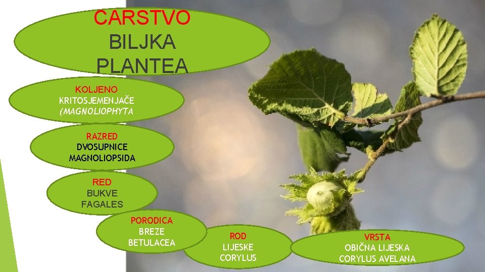 CARSTVO BILJKA PLANTEA KOLJENO KRITOSJEMENJAČE (MAGNOLIOPHYTA RAZRED DVOSUPNICE MAGNOLIOPSIDA RED BUKVE FAGALES PORODICA BREZE