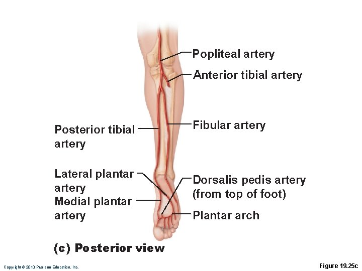 Popliteal artery Anterior tibial artery Posterior tibial artery Lateral plantar artery Medial plantar artery