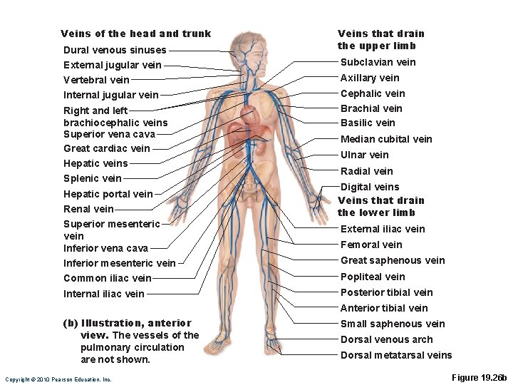 Veins of the head and trunk Dural venous sinuses External jugular vein Vertebral vein