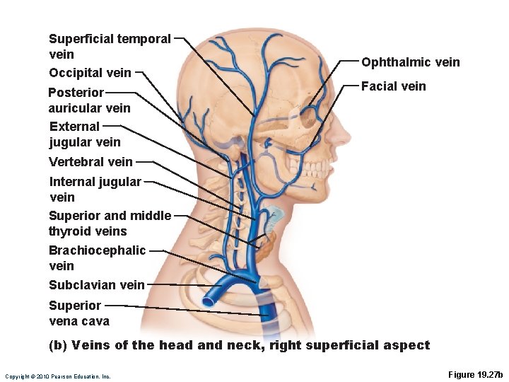 Superficial temporal vein Occipital vein Posterior auricular vein External jugular vein Ophthalmic vein Facial