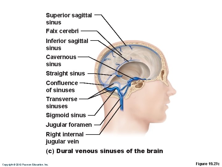 Superior sagittal sinus Falx cerebri Inferior sagittal sinus Cavernous sinus Straight sinus Confluence of