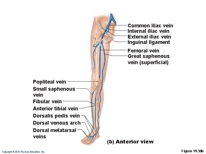 Common iliac vein Internal iliac vein External iliac vein Inguinal ligament Femoral vein Great
