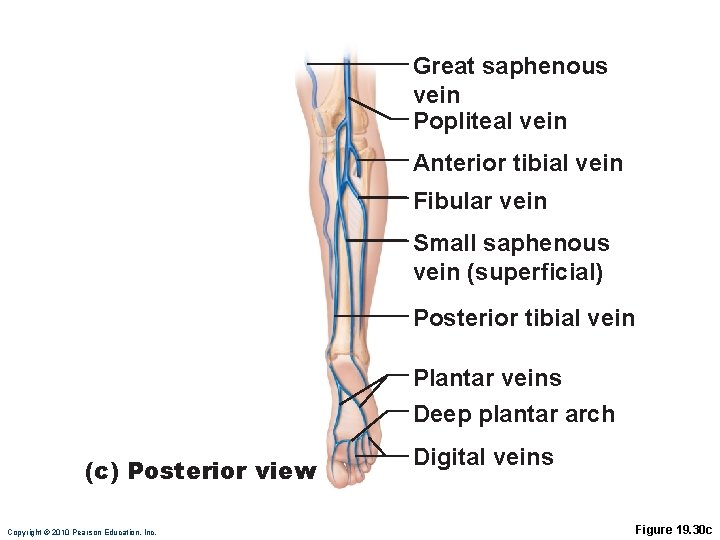 Great saphenous vein Popliteal vein Anterior tibial vein Fibular vein Small saphenous vein (superficial)