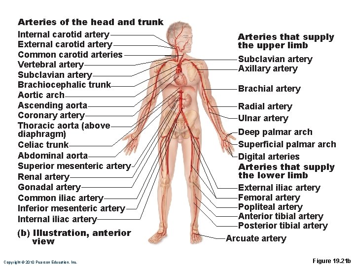 Arteries of the head and trunk Internal carotid artery External carotid artery Common carotid