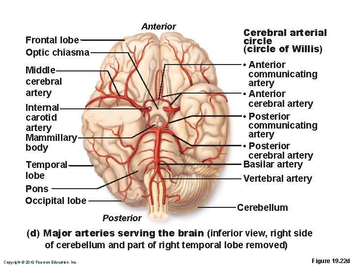 Anterior Frontal lobe Optic chiasma Cerebral arterial circle (circle of Willis) • Anterior communicating