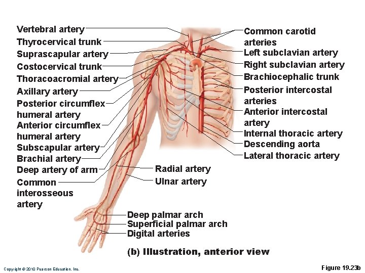 Vertebral artery Thyrocervical trunk Suprascapular artery Costocervical trunk Thoracoacromial artery Axillary artery Posterior circumflex
