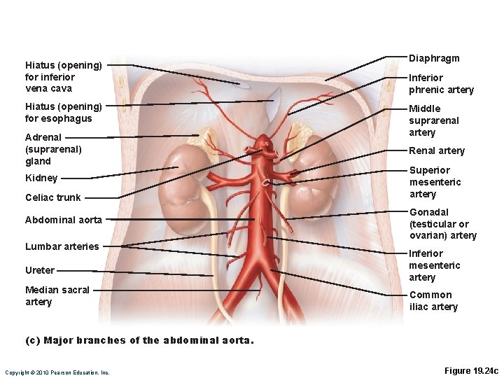 Hiatus (opening) for inferior vena cava Hiatus (opening) for esophagus Adrenal (suprarenal) gland Kidney