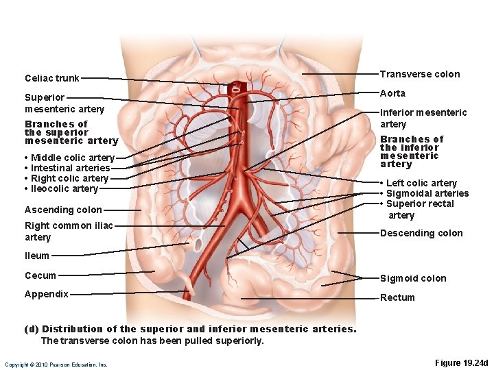 Celiac trunk Transverse colon Superior mesenteric artery Aorta Branches of the superior mesenteric artery