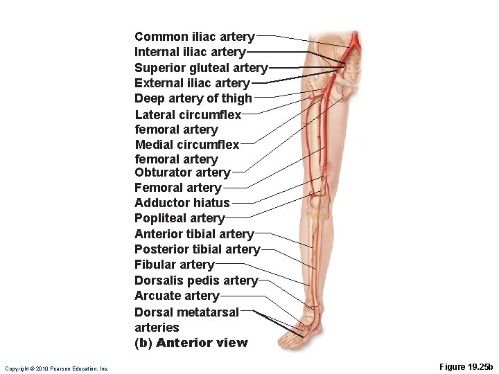 Common iliac artery Internal iliac artery Superior gluteal artery External iliac artery Deep artery