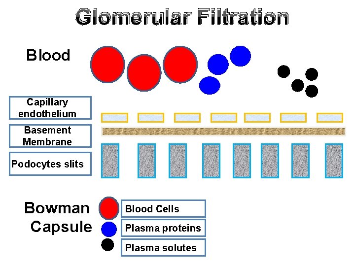 Glomerular Filtration Blood Capillary endothelium Basement Membrane Podocytes slits Bowman Capsule Blood Cells Plasma