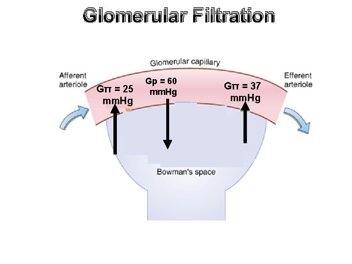 Glomerular Filtration Gπ = 25 mm. Hg Gp = 60 mm. Hg Gπ =