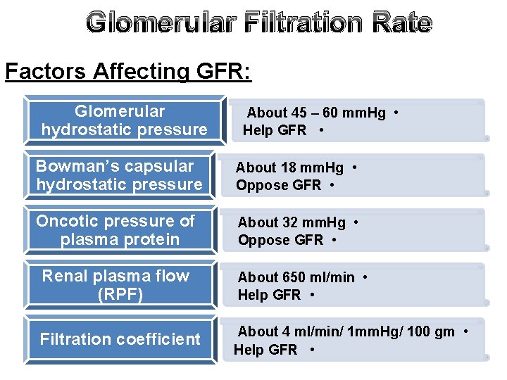 Glomerular Filtration Rate Factors Affecting GFR: Glomerular hydrostatic pressure About 45 – 60 mm.