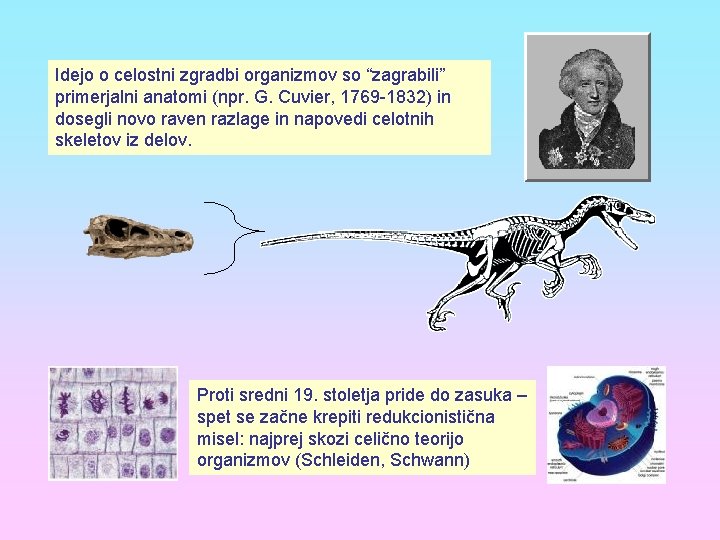 Idejo o celostni zgradbi organizmov so “zagrabili” primerjalni anatomi (npr. G. Cuvier, 1769 -1832)