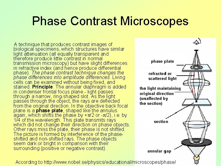 Phase Contrast Microscopes A technique that produces contrast images of biological specimens, which structures