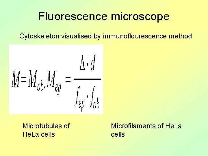 Fluorescence microscope Cytoskeleton visualised by immunoflourescence method Microtubules of He. La cells Microfilaments of