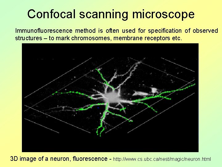 Confocal scanning microscope Immunofluorescence method is often used for specification of observed structures –