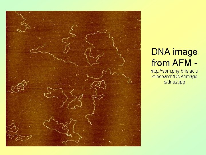 DNA image from AFM http: //spm. phy. bris. ac. u k/research/DNA/image s/dna 2. jpg