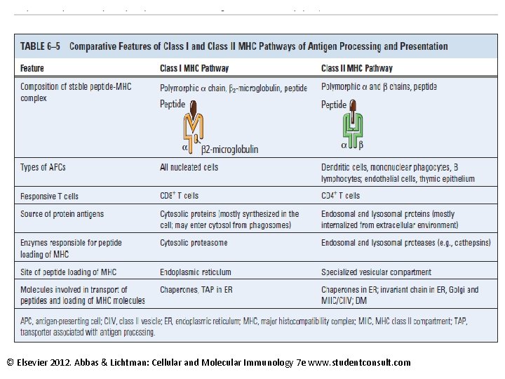 © Elsevier 2012. Abbas & Lichtman: Cellular and Molecular Immunology 7 e www. studentconsult.