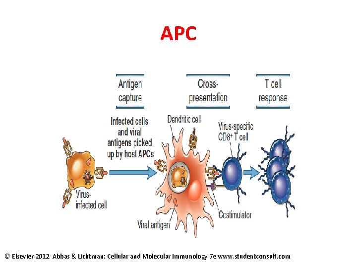 APC © Elsevier 2012. Abbas & Lichtman: Cellular and Molecular Immunology 7 e www.