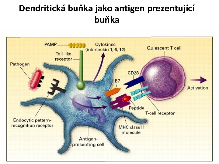 Dendritická buňka jako antigen prezentující buňka 