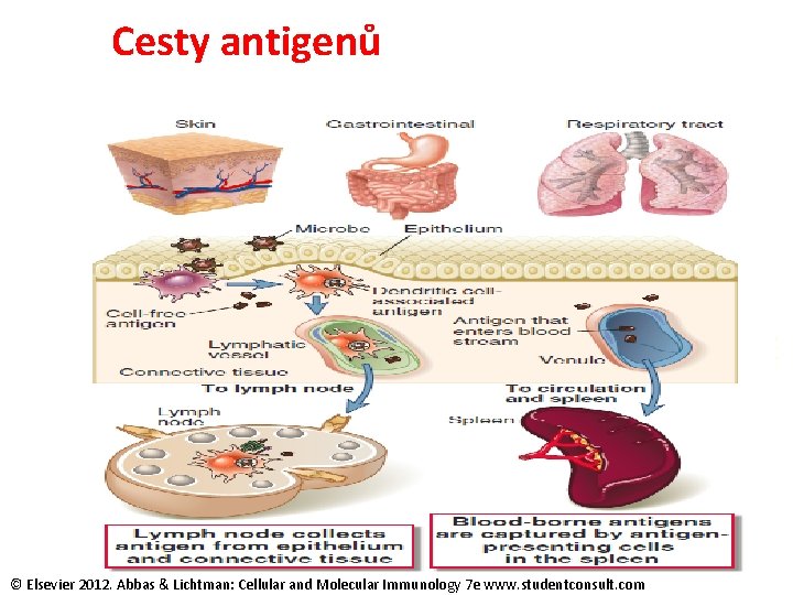 Cesty antigenů © Elsevier 2012. Abbas & Lichtman: Cellular and Molecular Immunology 7 e