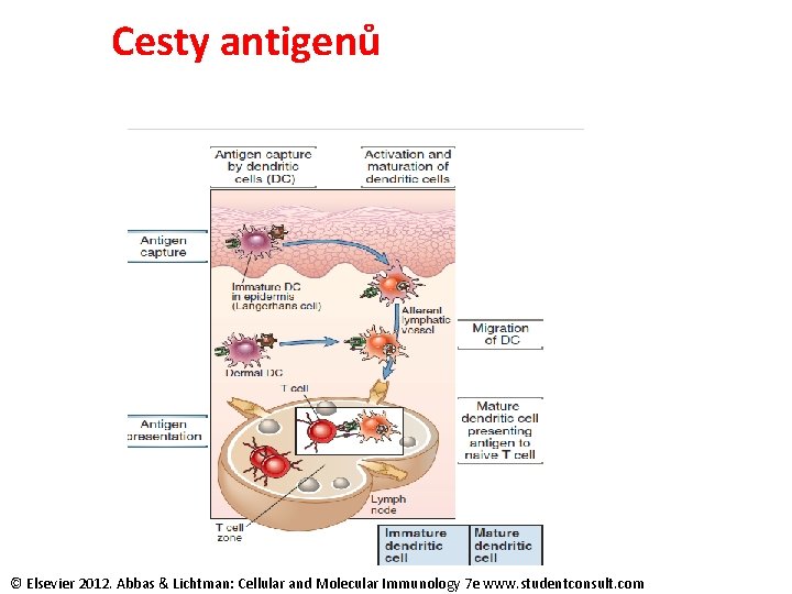 Cesty antigenů © Elsevier 2012. Abbas & Lichtman: Cellular and Molecular Immunology 7 e