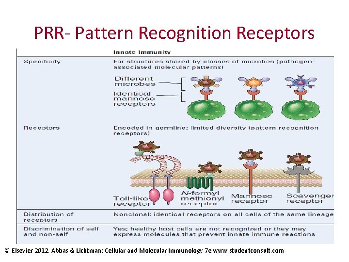 PRR- Pattern Recognition Receptors © Elsevier 2012. Abbas & Lichtman: Cellular and Molecular Immunology