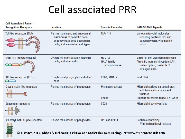 Cell associated PRR © Elsevier 2012. Abbas & Lichtman: Cellular and Molecular Immunology 7
